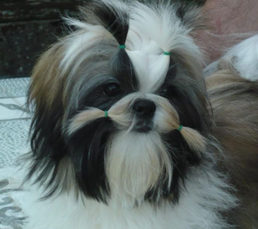 chiens-Shih-Tzu-07eefa64-10b1-39b4-15a0-a09ecee03218_min