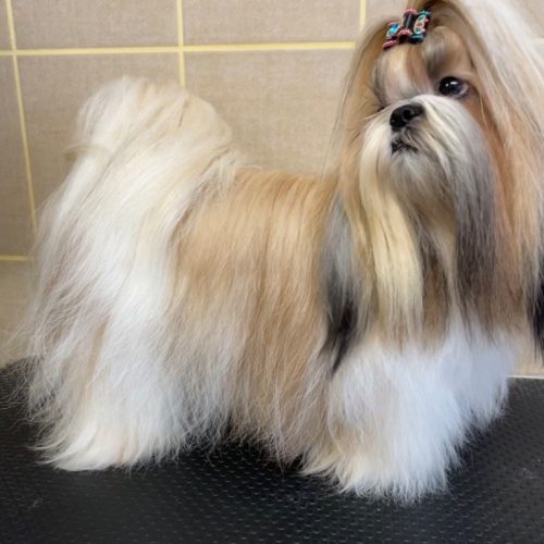 chiens-Shih-Tzu-32de57c2-cbb3-4ba4-e988-11954009244a_min