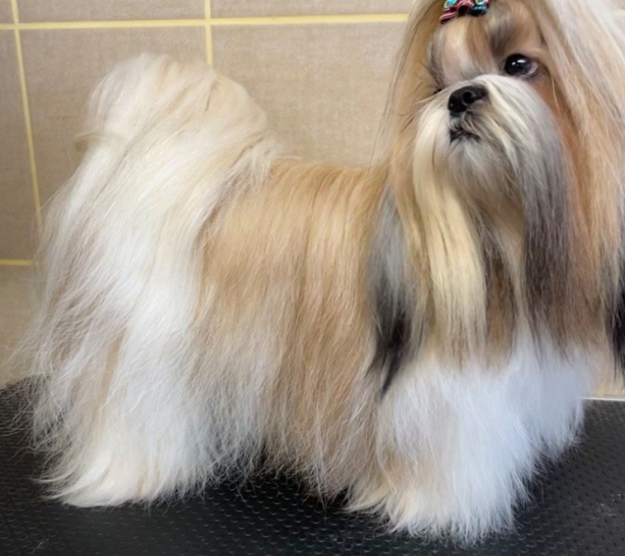 chiens-Shih-Tzu-32de57c2-cbb3-4ba4-e988-11954009244a_min