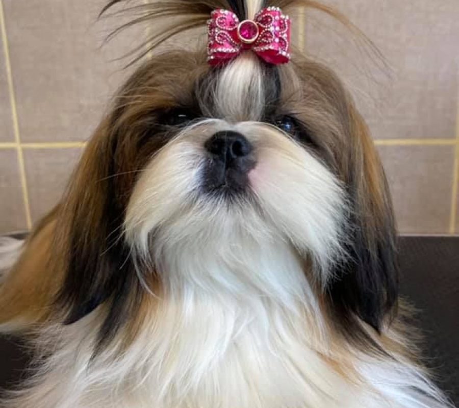 chiens-Shih-Tzu-49bc4e4a-5d30-e664-e538-1959619b75f8_min