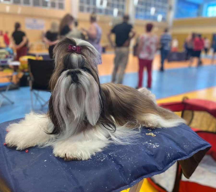 SHIH-TZU